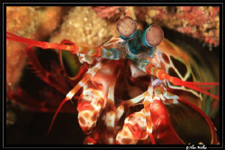 Manta Shrimp close up - no crop. by Allen Walker 